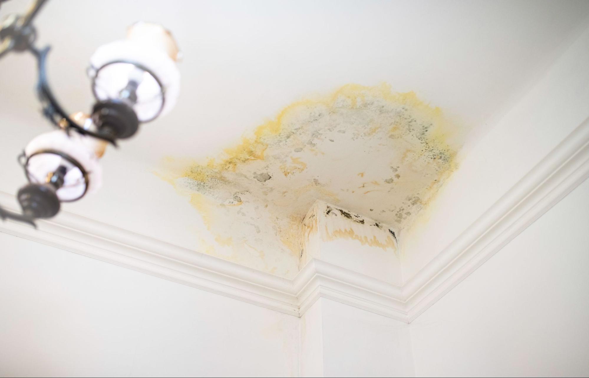 Water damage and mold growth on a white ceiling corner of a home interior.